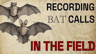 ambient talkie: ep 44 - so, you want to record bats? (part II)