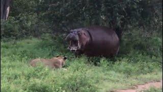 lions attacking alone hippo fighting back video