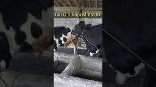 Ciri Sapi Betina Siap Kawin #fyp#sapi #sapiperah #sapifh #cow #cattle #sapibirahi#kawin #kawinsuntik