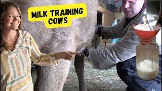 Milk Training a Dexter Cow: Is it Worth it? Cow Kant Kick!