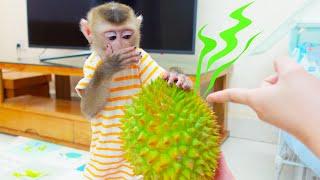 Monkey PUPU was curious about the durian fruit and tried to eat it.