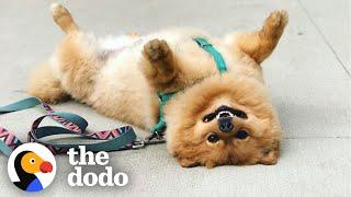 Pomeranian Takes "Playing Dead" To A Whole New Level | The Dodo Little But Fierce