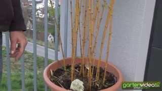 Der eindrucksvolle gelbhalmige Phyllostachys aureosulcata