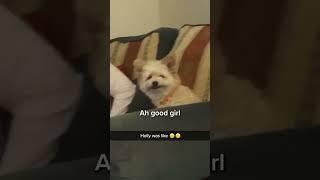 Who says dog can't smile  The Doggy Diaries#trending #dogtraining #trainpet #dogs ,