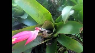 Watch a Bromeliad Flower Spike Bloom! - Timelapse