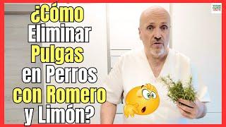  ¿COMO ELIMINAR PULGAS EN PERROS CON ROMERO Y LIMÓN?  REPELENTE NATURAL PARA PULGAS Y GARRAPATAS