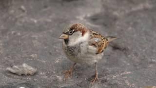 Voices of birds as the Sparrow sings