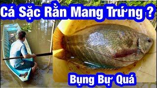 Cá Sặc Rằn Mang Trứng | hoàng nam hậu giang