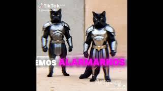 teamgato