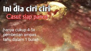 Ciri-ciri casut siap panen | budidaya casut organik modern tanpa lumpur