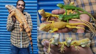 Iguana Price in India