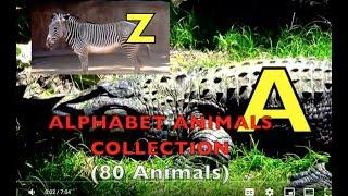 ALPHABET ANIMALS COLLECTION  (80 Animals) Learn ENGLISH / EDUCATIONAL / Toddlers, Preschool, K-3