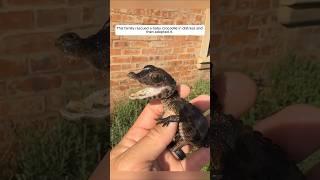 This family rescued a baby crocodile in distress and then adopted it #animalshorts