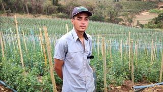 Como Plantar e Produzir Muito Tomate