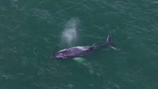 Hamptons Drone Captures Humpback Feeding just yards from shore- Southampton 8/21/23