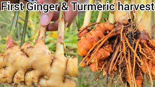 First ever Ginger & Turmeric harvest/ growing ginger/ growing Turmeric / #garden #homegardening