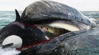 10 Самых Опасных Морских Животных В Мире! - Убийца Косаток!