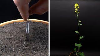 Growing Mustard Time Lapse - Seed To Flower in 37 Days