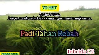 Padi Tahan Rebah Inbrida C2 70 HST Bertahan Dari Tiupan Angin Kencang.