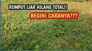 CARA MENGHILANGKAN RUMPUT LIAR | TRIK AMPUH