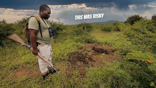 Close call in the African Bush