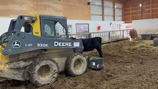 Wood shavings are the new way to bed my barn.  I FINALLY figure out how to bed my cattle.