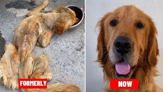 Dying Stray Golden Retriever, Complete Transformation After Being Rescued