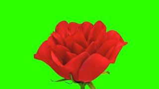 Rose Blooming #1 / Green Screen - Chroma Key