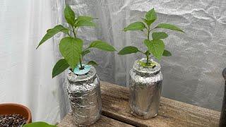 How to Make Kratky Jars for Pepper Plants