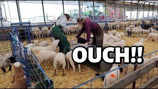 My babies are MAD at me!!  ...dodging grumpy bottle lambs, bad weather, and DUCKS?? Vlog 789
