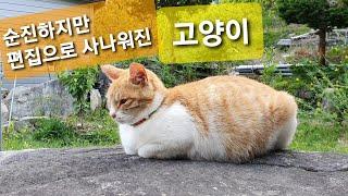 순진하지만 편집으로 사나워진 고양이 | Wild Cat | 목걸이를 찬 고양이