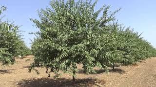 Lauranne almond tree , شجرة اللوز لوران , la variété d'amandier lauranne