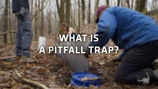 What is a Pitfall Trap (for Herpetology)? Ask A Scientist