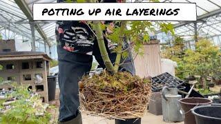 Potting on air layerings