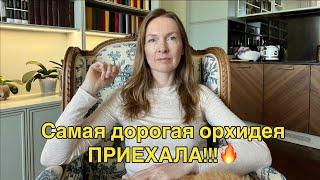 Новая поставка из Голландии: САМАЯ ДОРОГАЯ орхидея 2024!!!