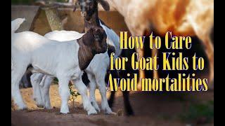 How to Care for Goat Kids to Avoid Mortalities