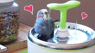 Budgie Water Fountain