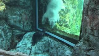 Assiniboine Park Zoo - Peek-a-Boo! (swimming polar bear and seal)