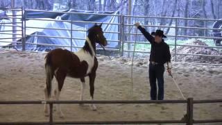 Day 3 - SCEA Rescue Horse - Disengaging the Hindquarters