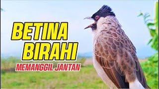 Suara Kutilang Betina Birahi Memanggil Jantan