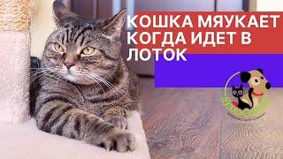 Почему кошка мяукает перед тем, как сходить в туалет?