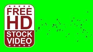 Free Stock Videos – birds silhouettes flying on green screen 3D animation