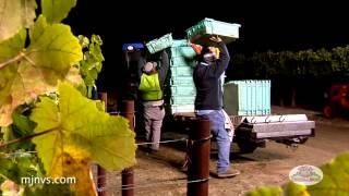 Night Harvest of Opus One Wine Grapes. Picking crews by Michael J Neal Viticultural Services