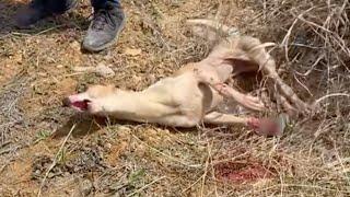 Stepping on an animal trap, the disabled dog cried helplessly with many injuries on his leg