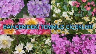 HASEKİ KÜPESİ, KARANFİL,ORTANCA,BEGONYA PAPATYALAR YAĞMURDAN SONRA COŞTULAR#vlog#keşfet#garden