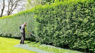 First TRIM Of The Year For This PRIVET HEDGE