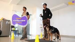 Dog training | Dog training academy | Dog training school in bangalore