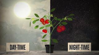 DIF and optimum day and night temperatures for plants - EP05 S2 by CANNA