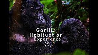 Gorilla habituation experience (02) - All you need to Know about gorilla habituation and tours