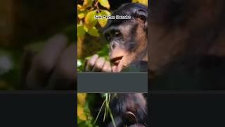 Bonobo Hewan yang Sering Kawin, Bisa H*mo & Inc*s ‼️#bonobo #simpanse #primata #kawin #hewanunik